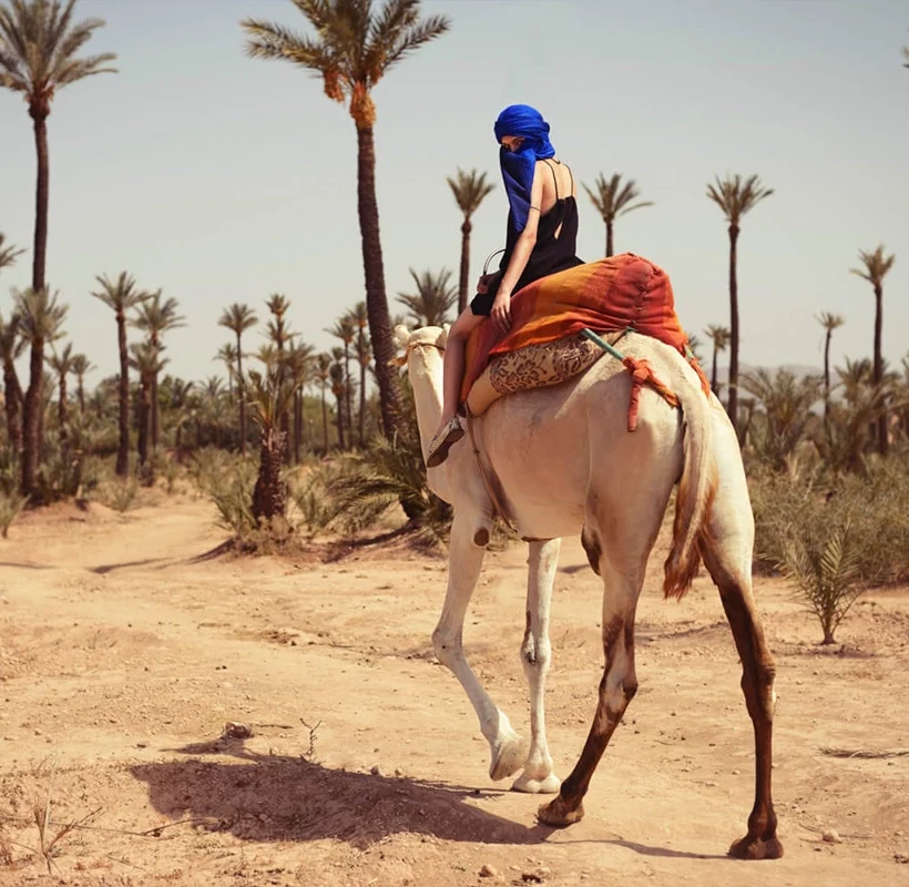 Safari-Marrakech-Camel-ride-in-Palm-Grove-Main-qlea9ubbabbqtphtre9zkfwy3spwn77ggtx2z2a7uo-1.webp